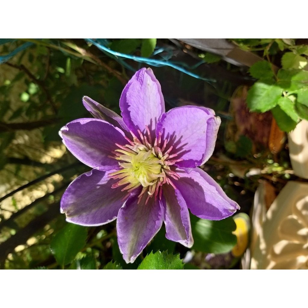 Clematis patens Multi Blue - Bosrank