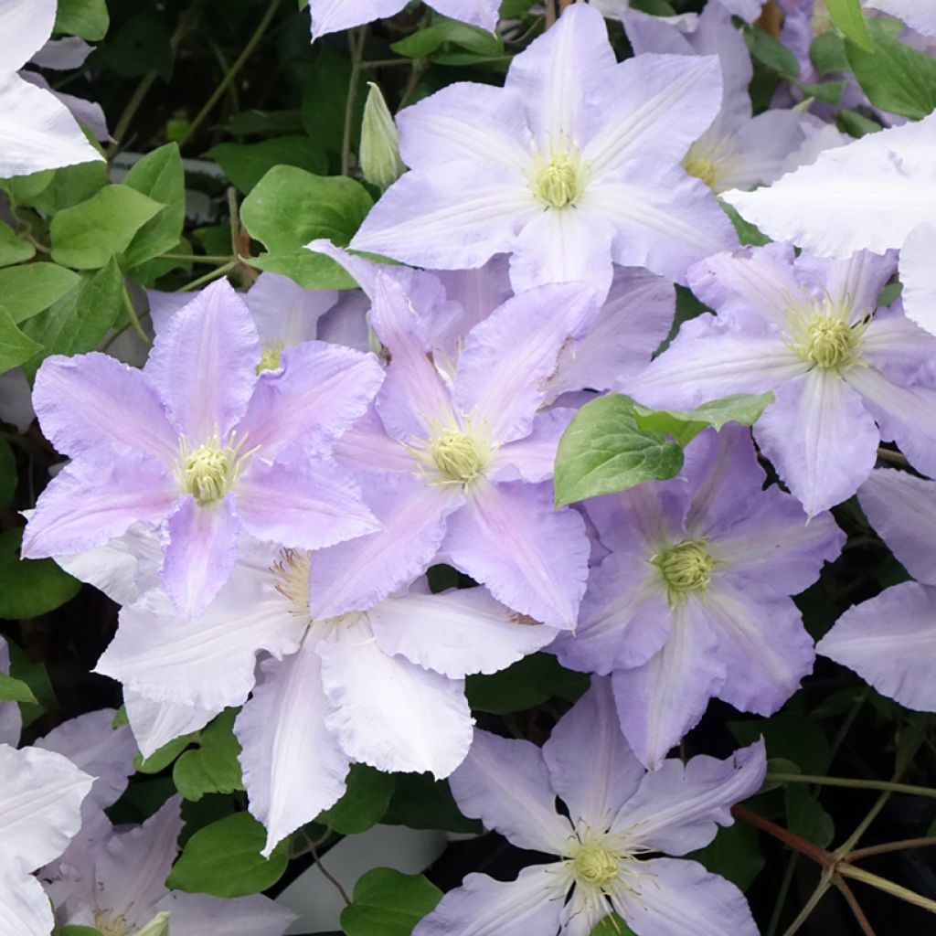 Clematis patens Spotlight - Bosrank
