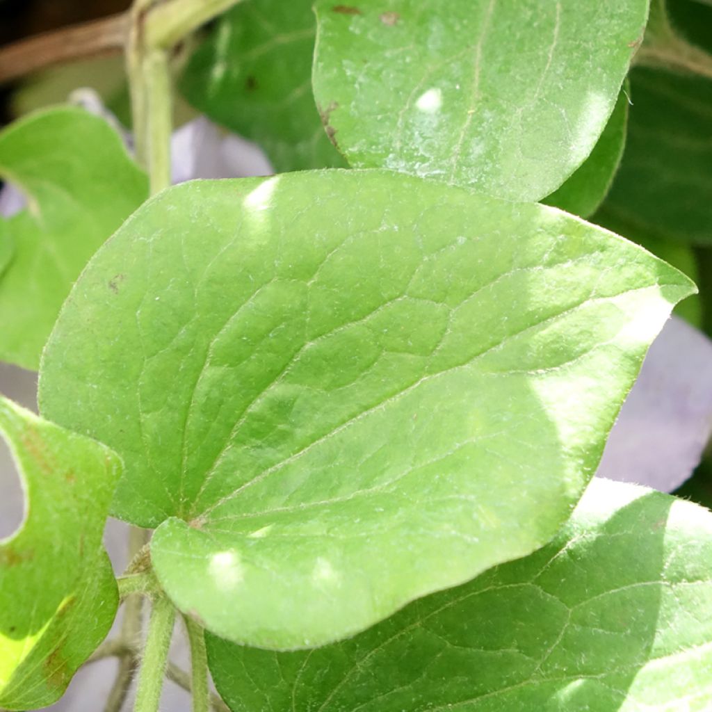 Clematis patens Spotlight - Bosrank