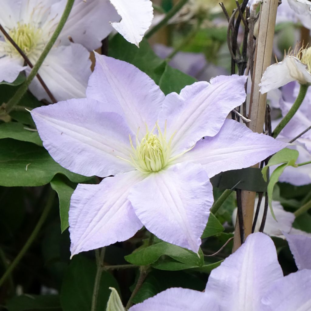 Clematis patens Spotlight - Bosrank