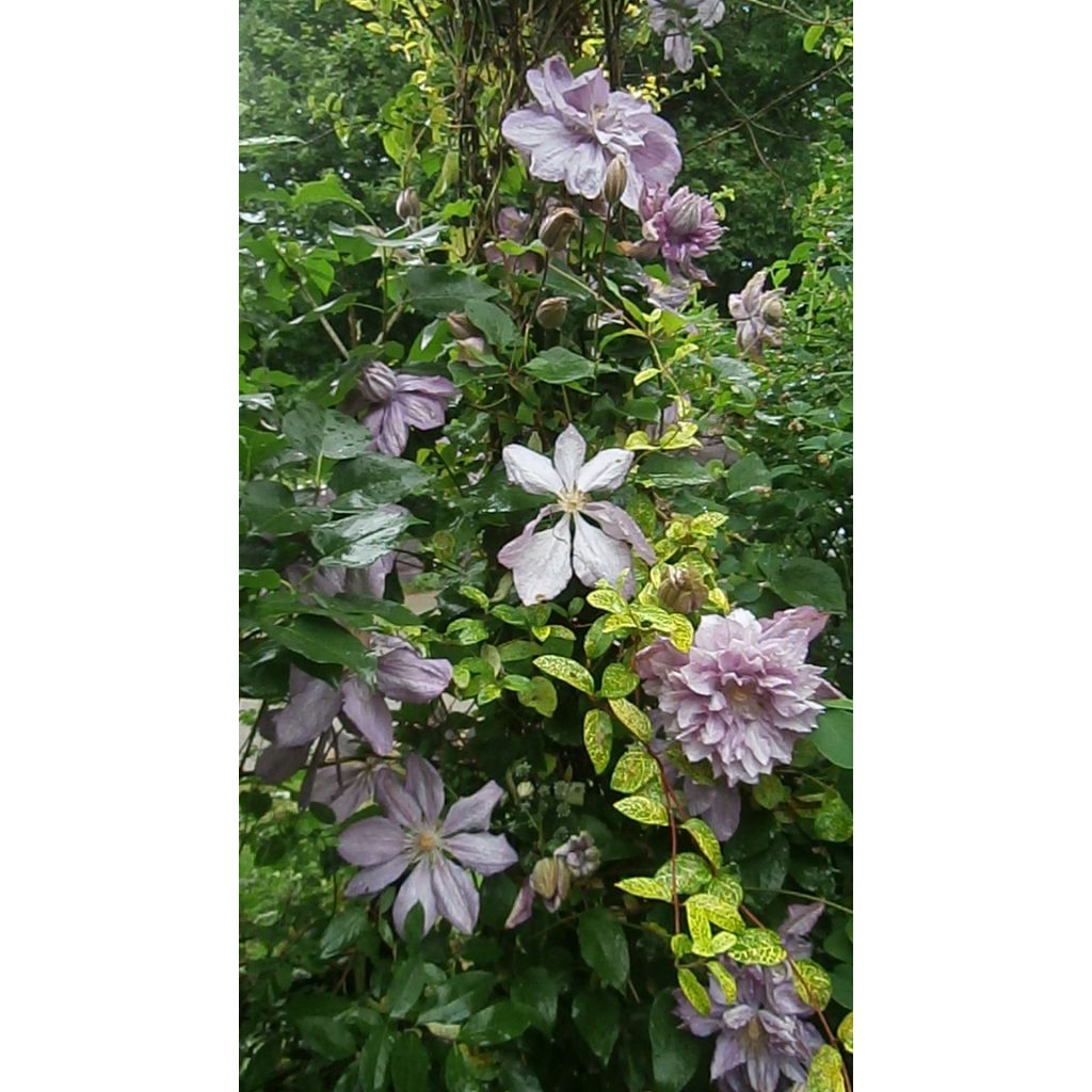 Clematis patens Proteus - Bosrank