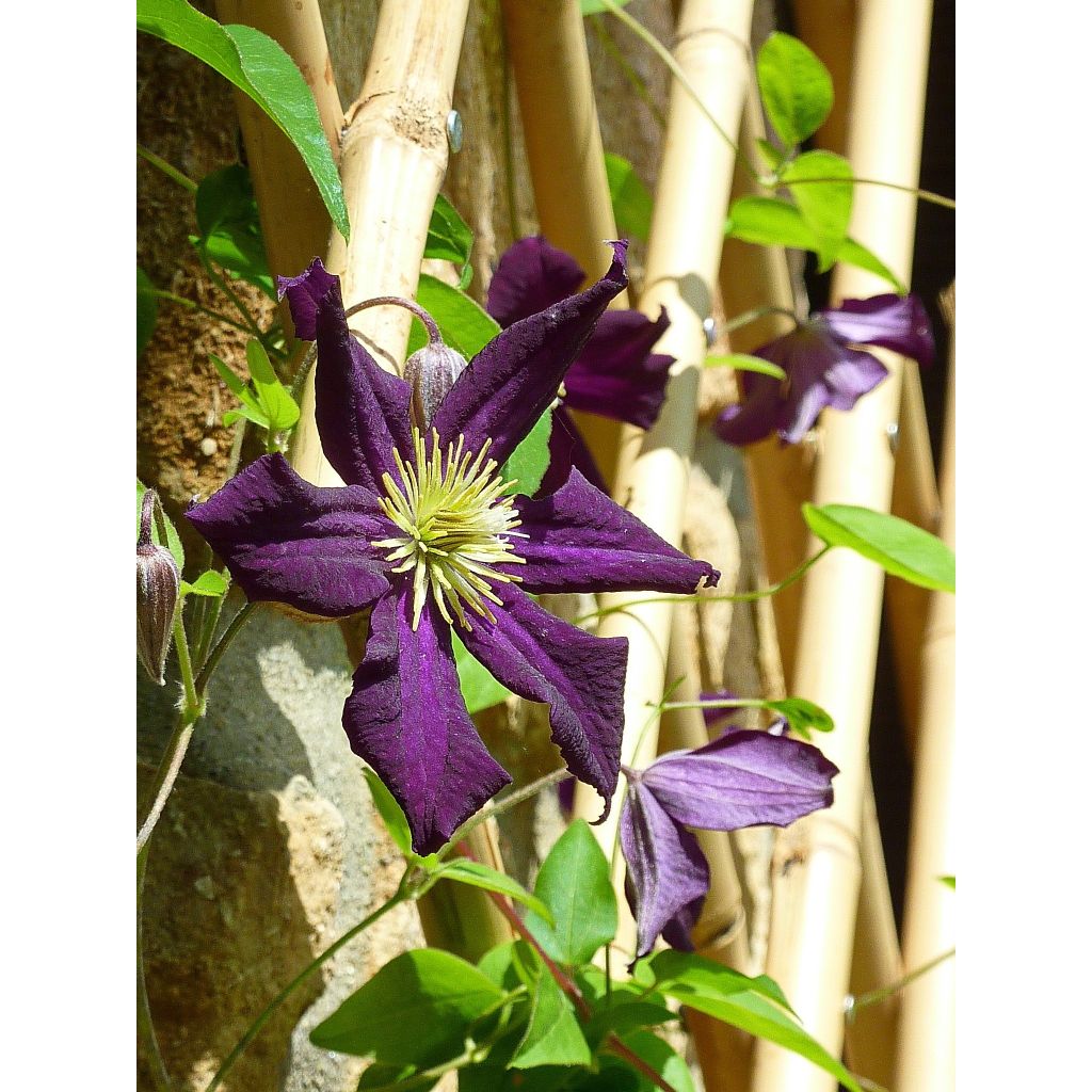 Clematis Romantika - Grootbloemige clematis