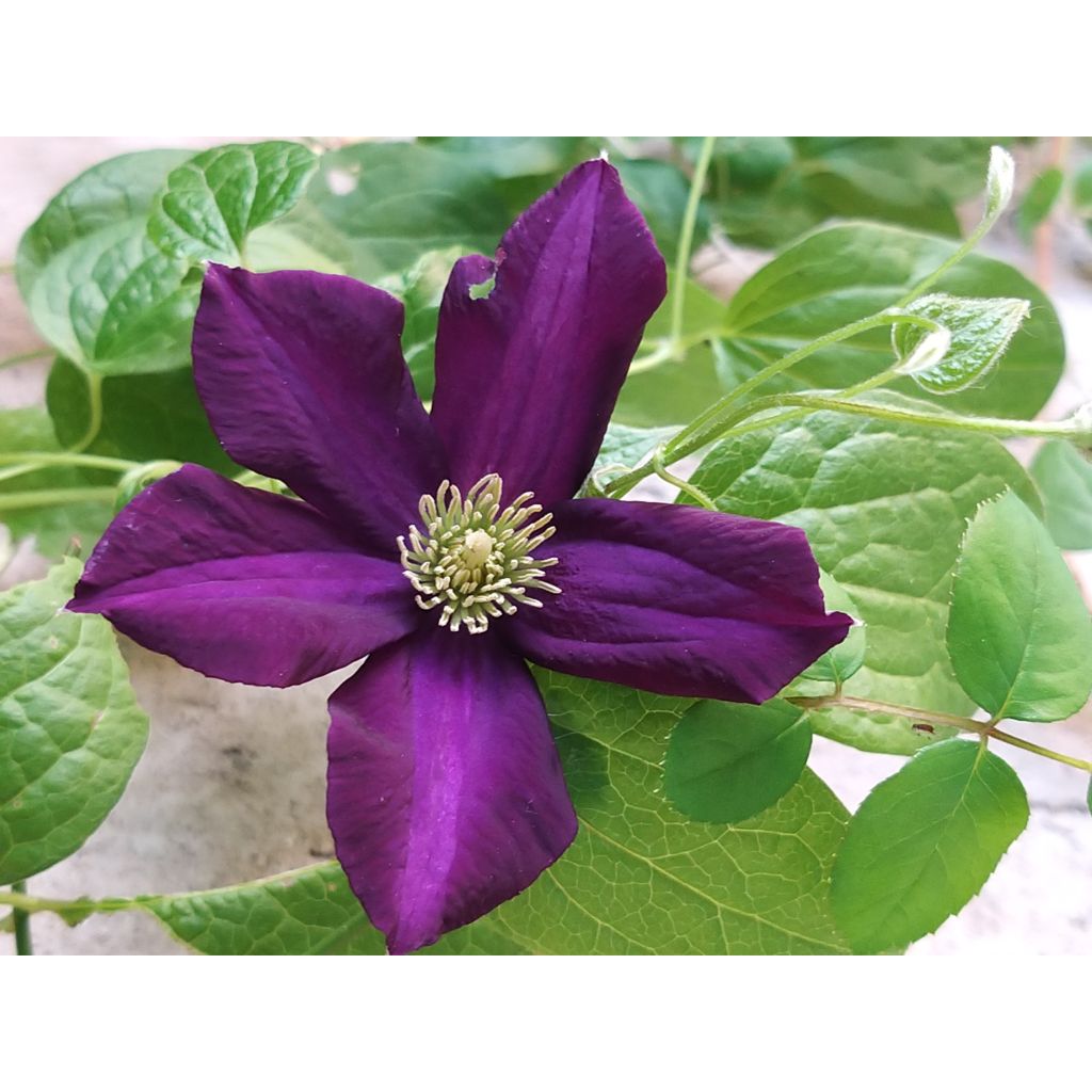 Clematis Romantika - Grootbloemige clematis