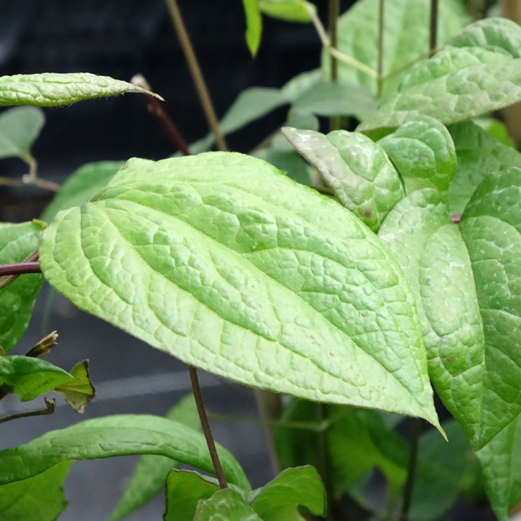 Clematis Star of Pakistan - Grootbloemige clematis