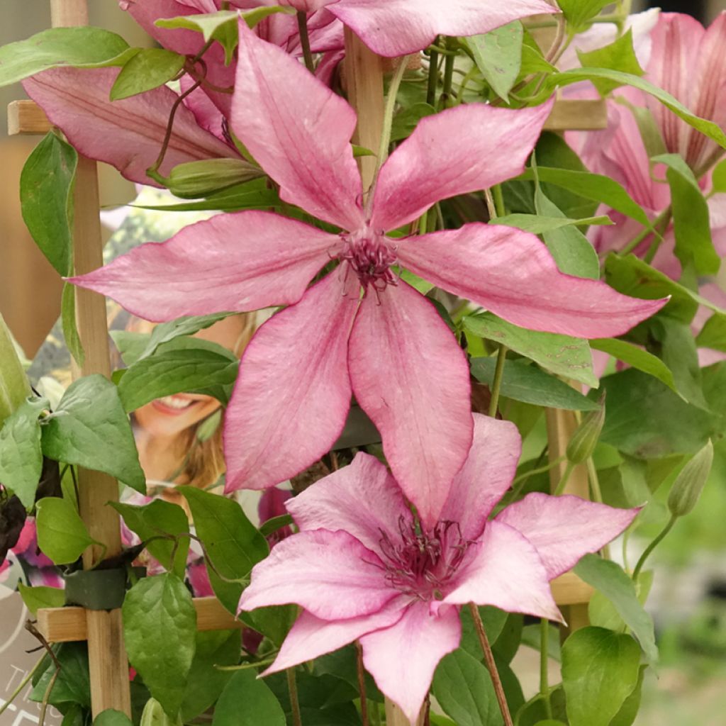 Clematis Mix - Grootbloemige clematis