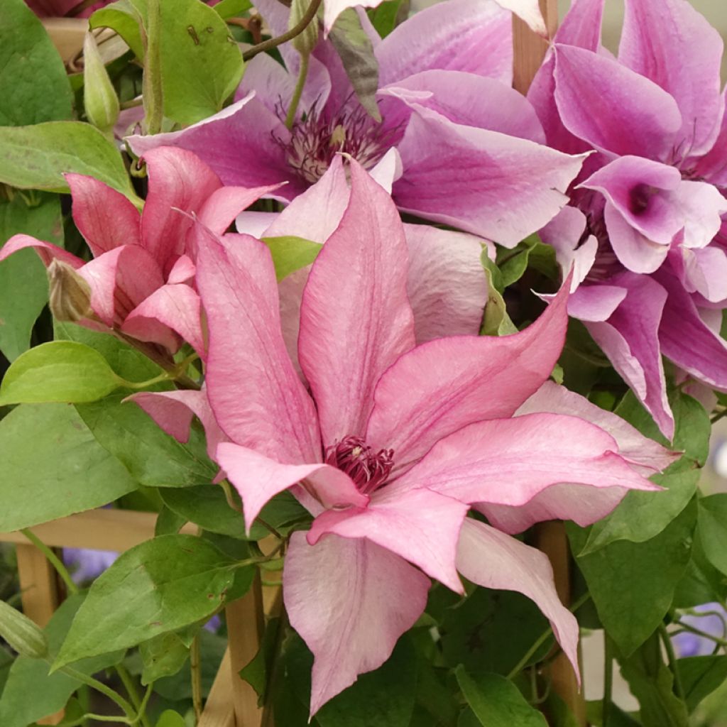 Clematis Mix - Grootbloemige clematis