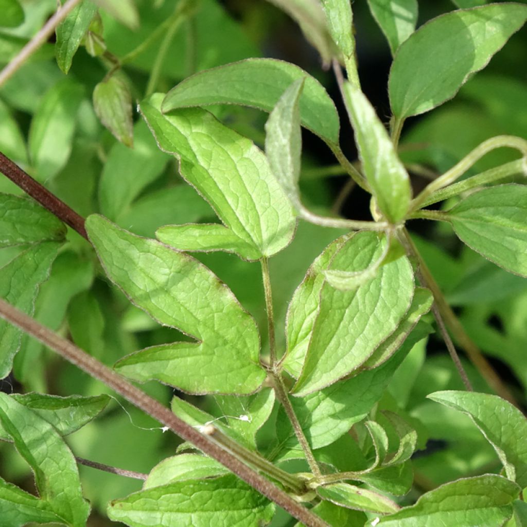 Clematis viticella Sunny Sky - Italiaanse clematis