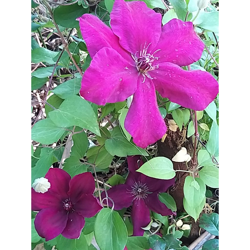 Clematis Westerplatte - Grootbloemige bosrank