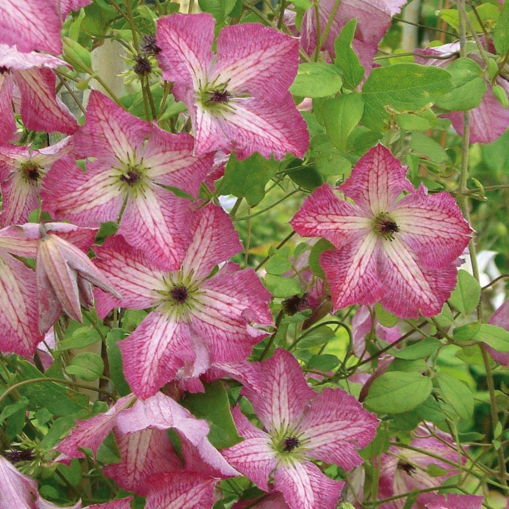 Clematis viticella I am Happy - Italiaanse clematis