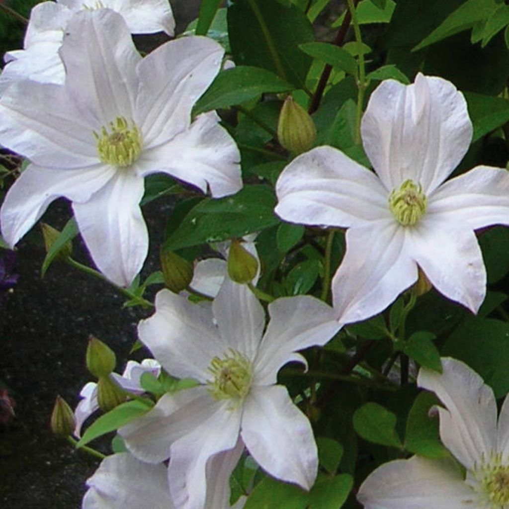 Clematis patens Mme Lecoultre - Bosrank