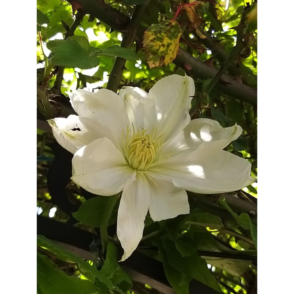 Clematis patens Mme Lecoultre - Bosrank