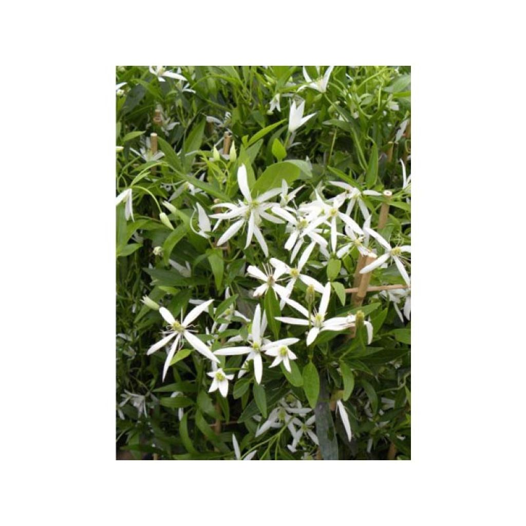 Clematis gentianoides x aristata - bosrank