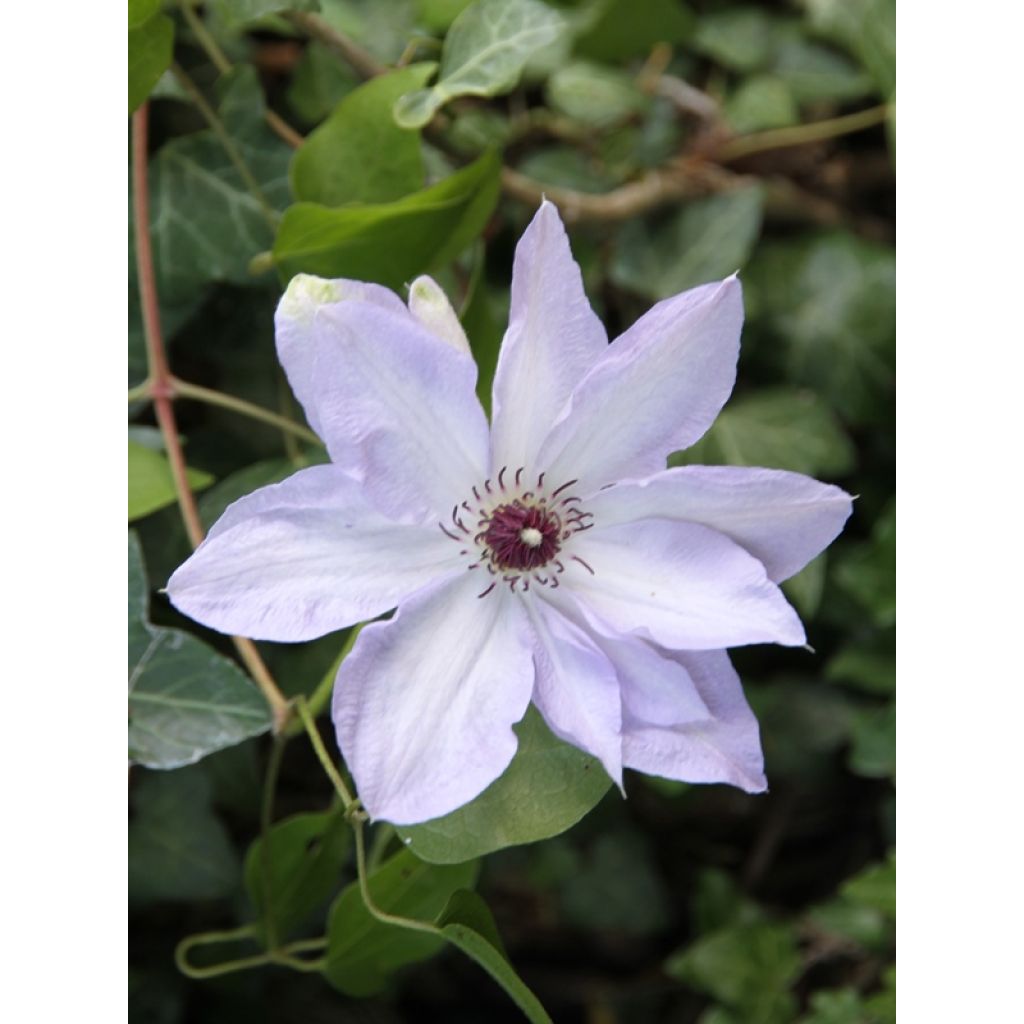Clematis Ivan Olsson - Bosrank
