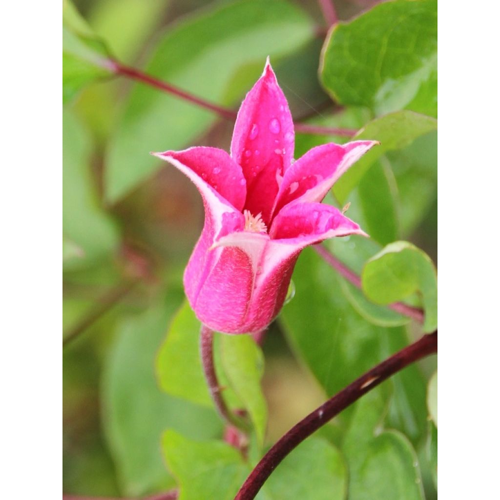 Clematis texensis Princess Diana - Bosrank