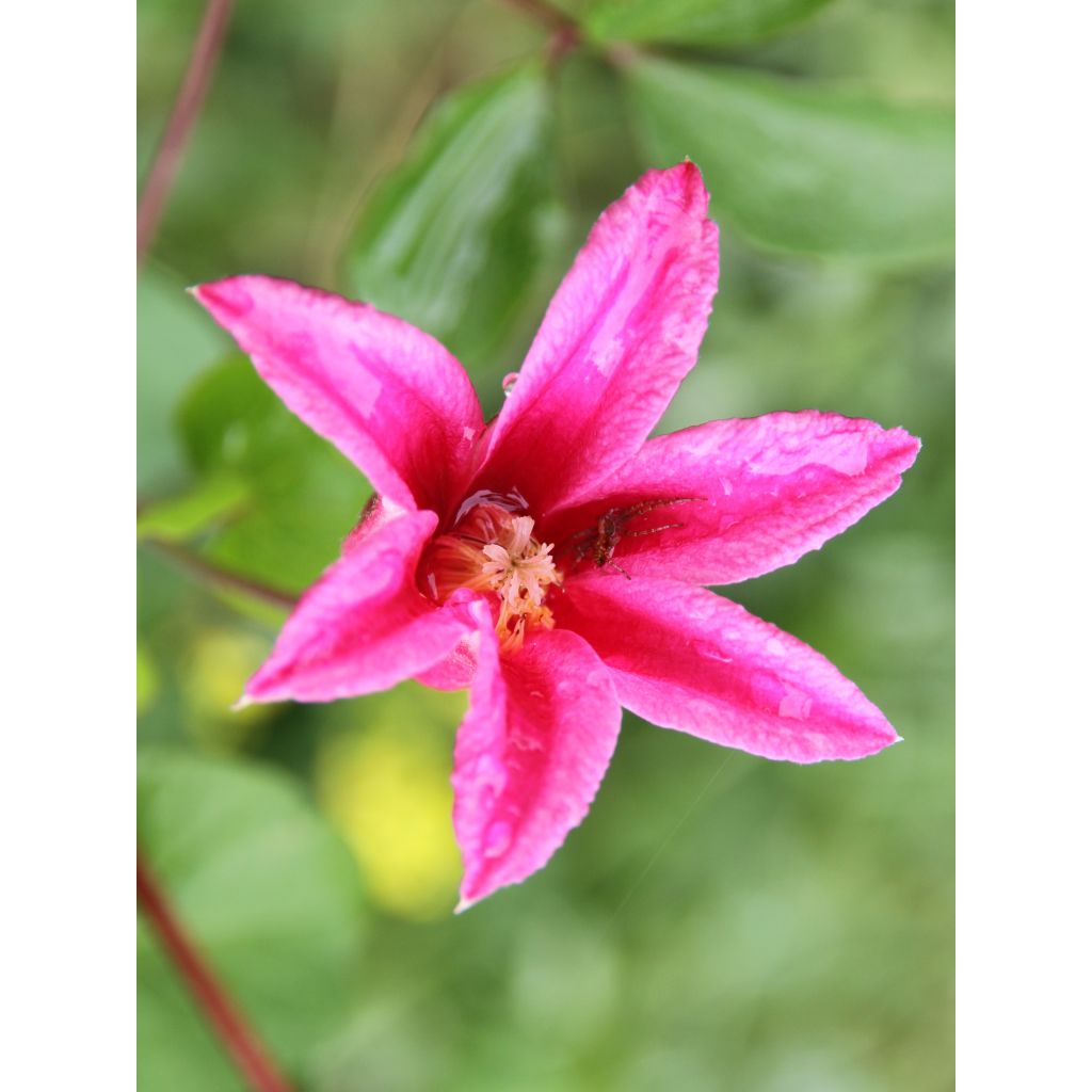 Clematis texensis Princess Diana - Bosrank