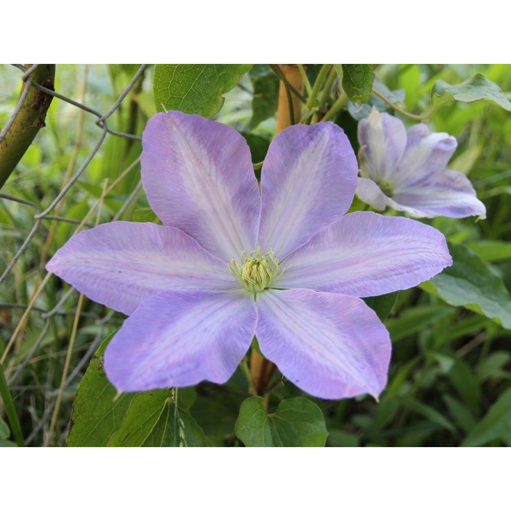 Clematis SUCCESS Lavender - Grootbloemige clematis