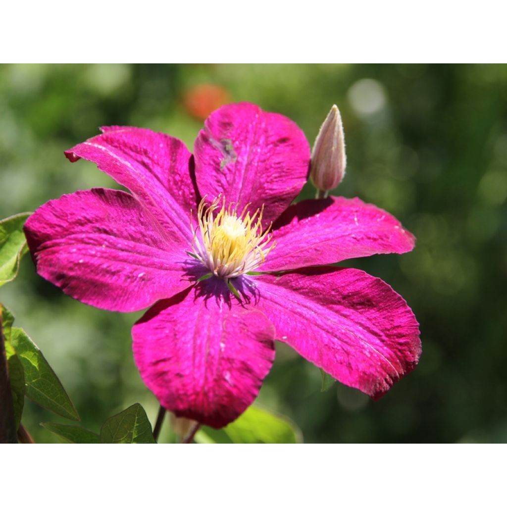 Clematis Ville de Lyon - Clématite