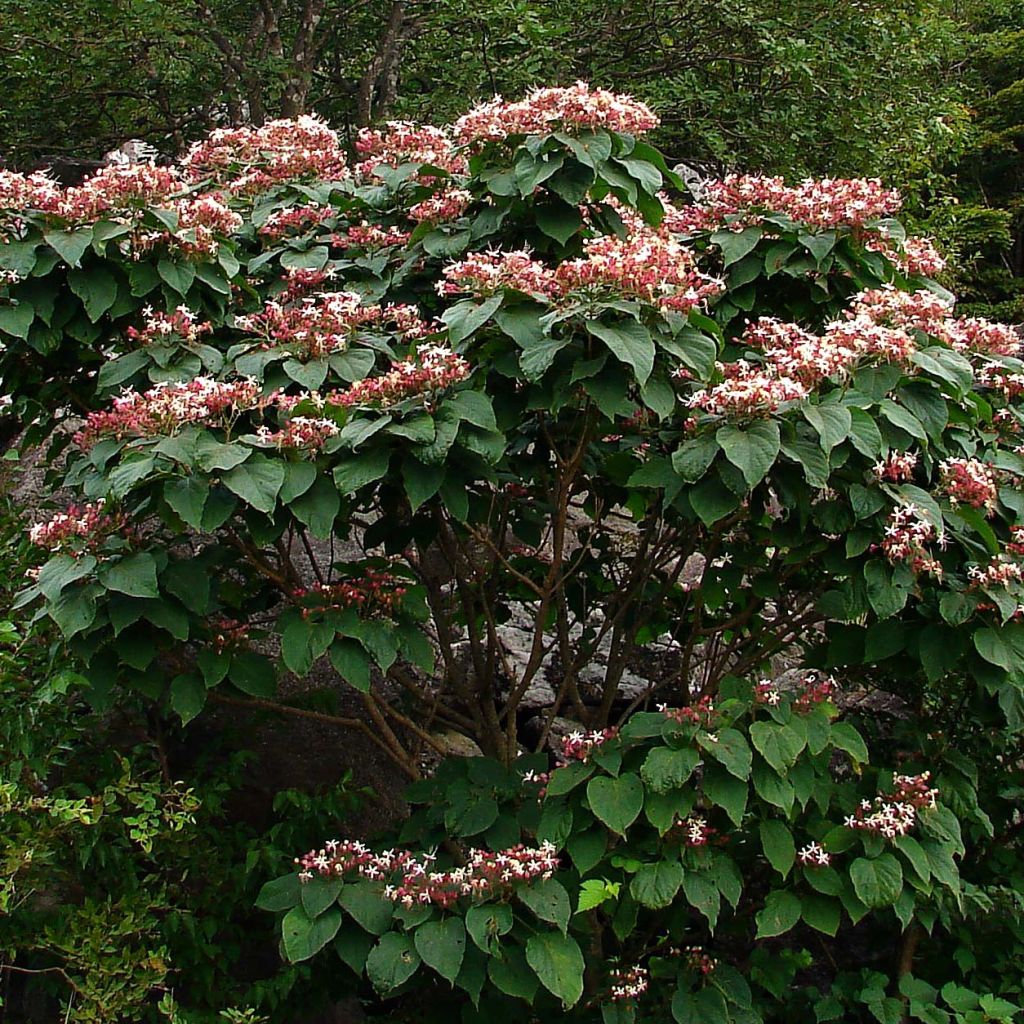 Clerodendrum trichotomum - Kansenboom