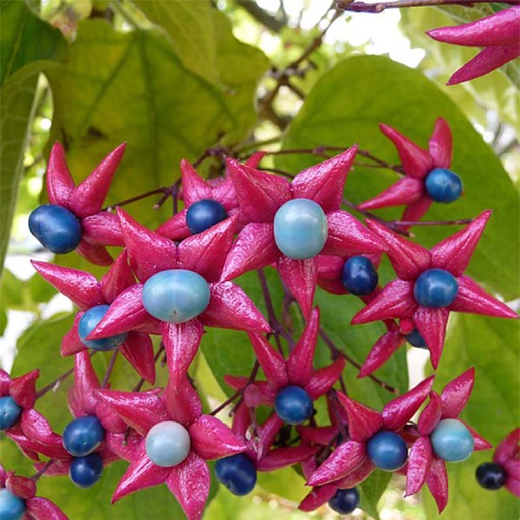 Clerodendrum trichotomum - Kansenboom