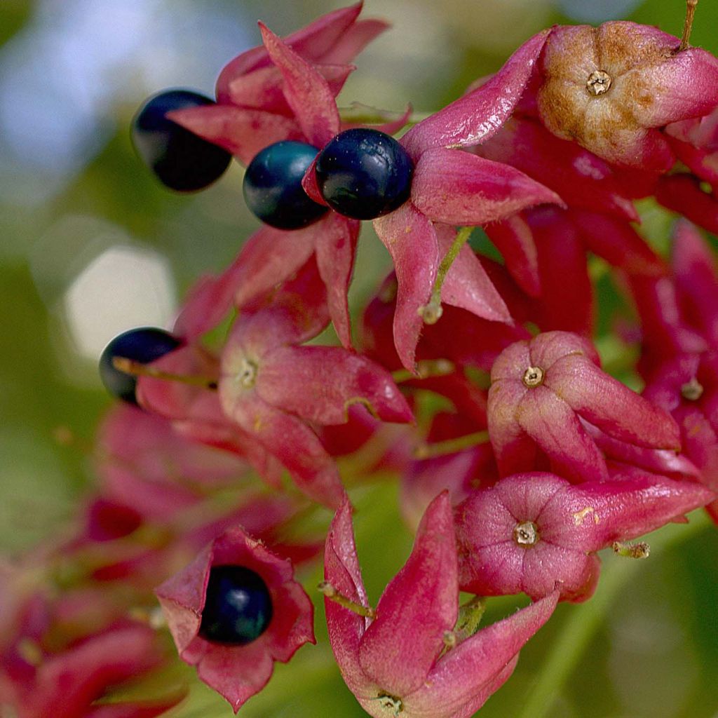 Clerodendrum trichotomum - Kansenboom