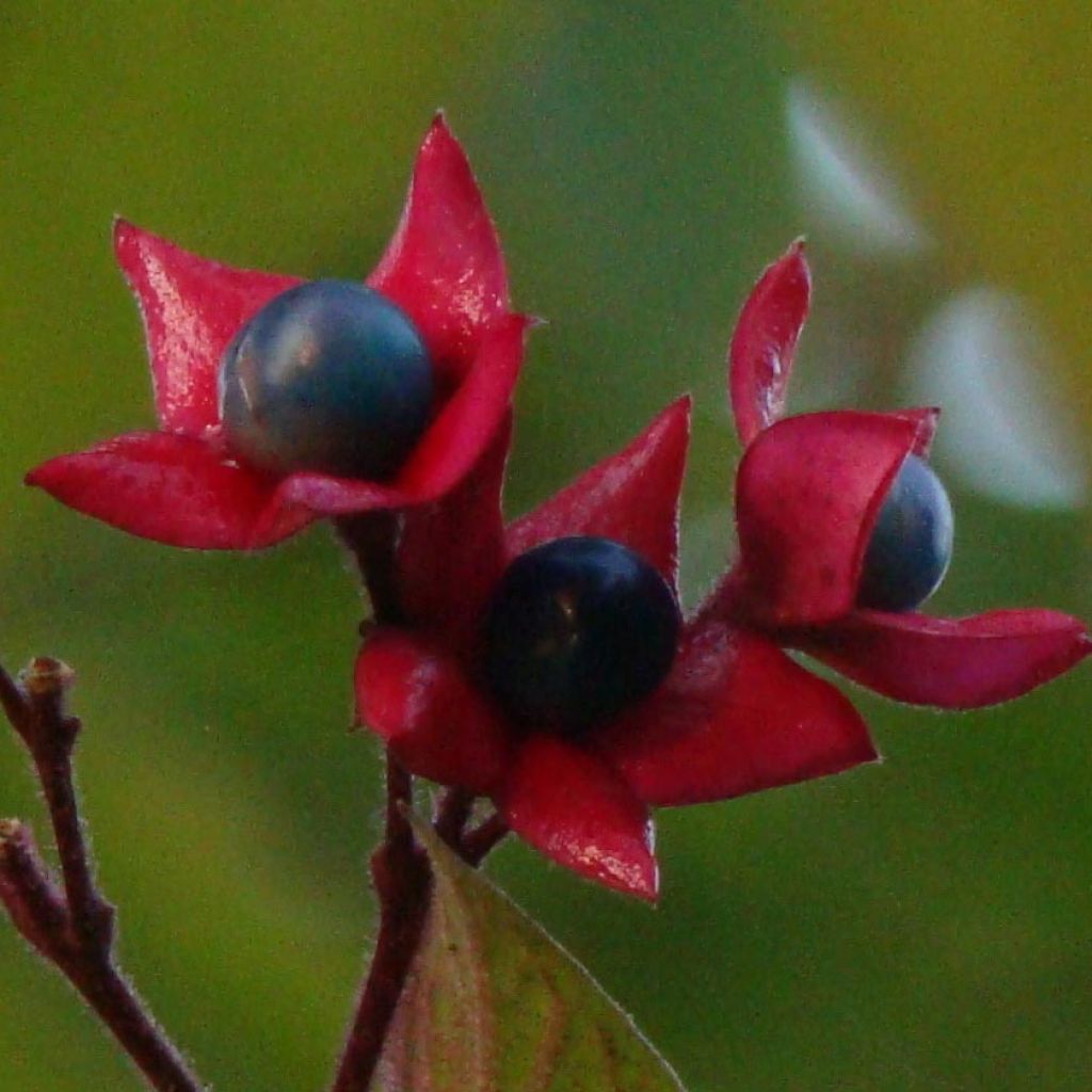 Clerodendrum trichotomum - Kansenboom