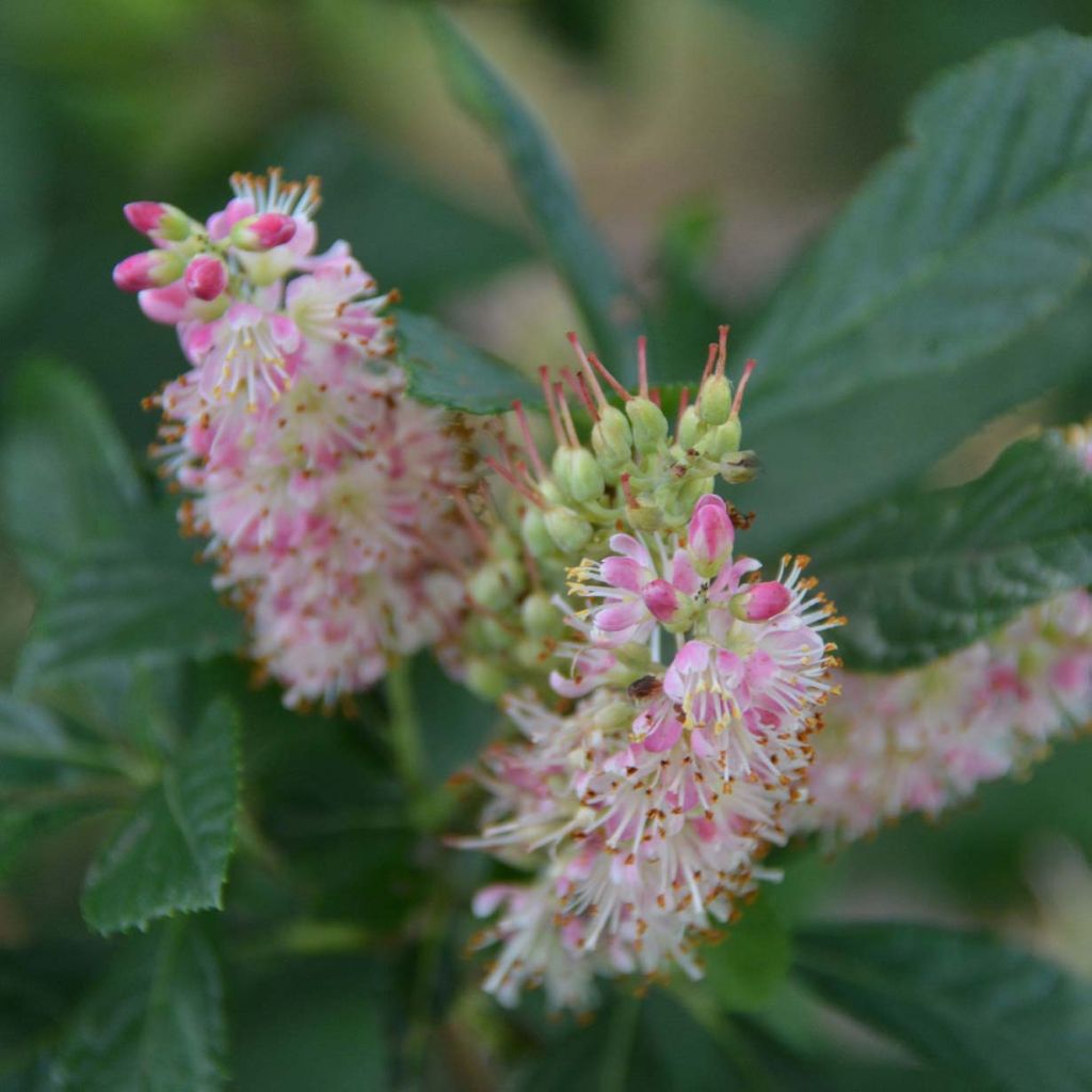 Clethra alnifolia Ruby Spice - Schijnels