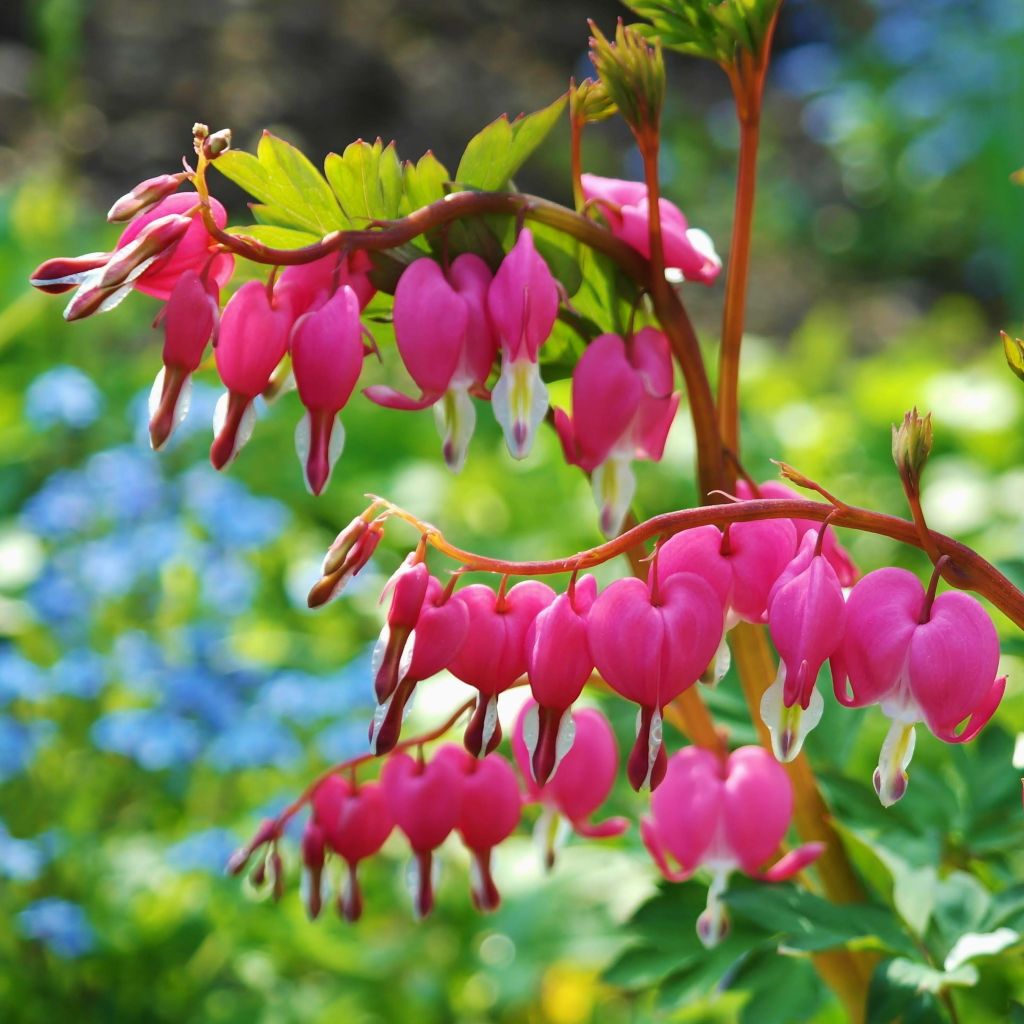 Dicentra spectabilis Roze - Gebroken hartje