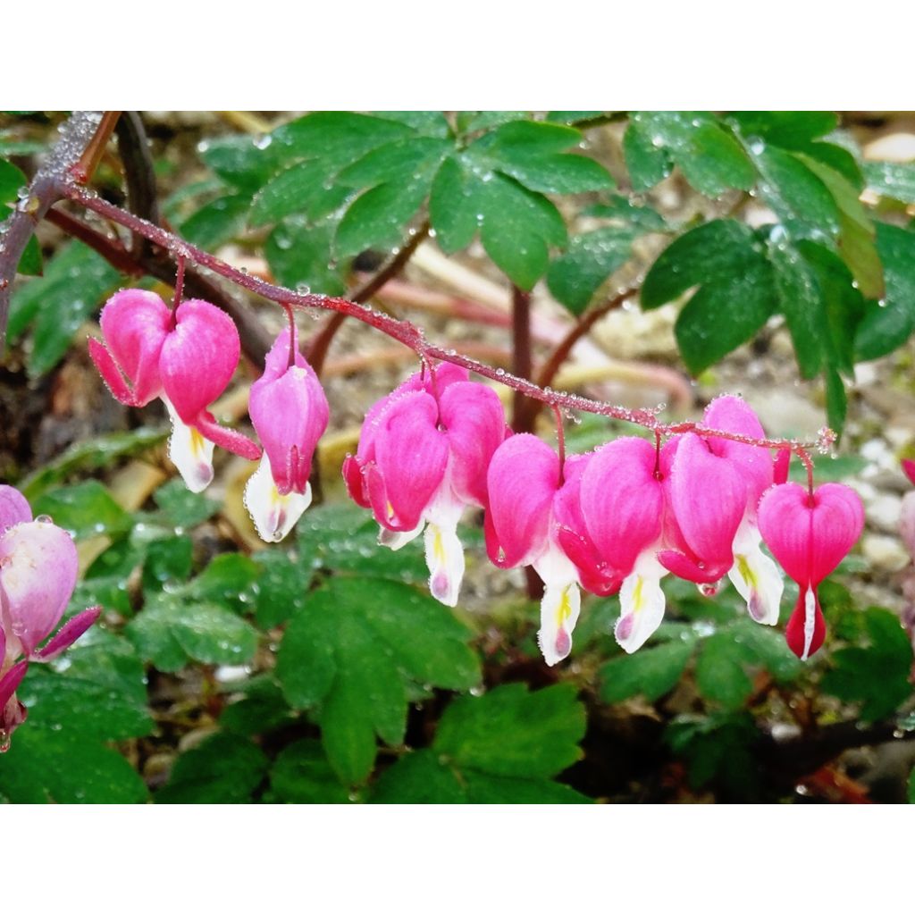 Dicentra spectabilis Roze - Gebroken hartje