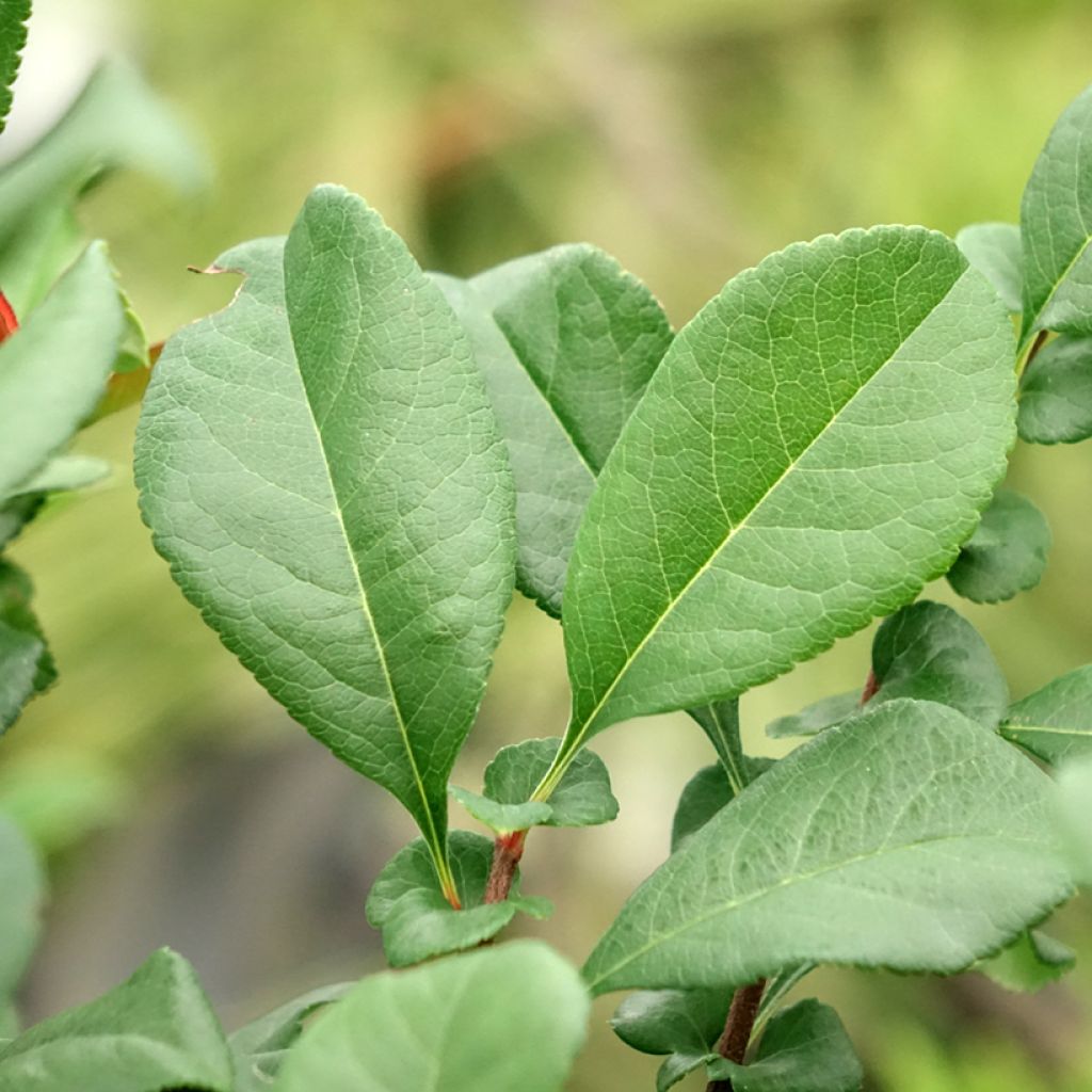 Chaenomeles superba Hollandia - Chinese sierkwee