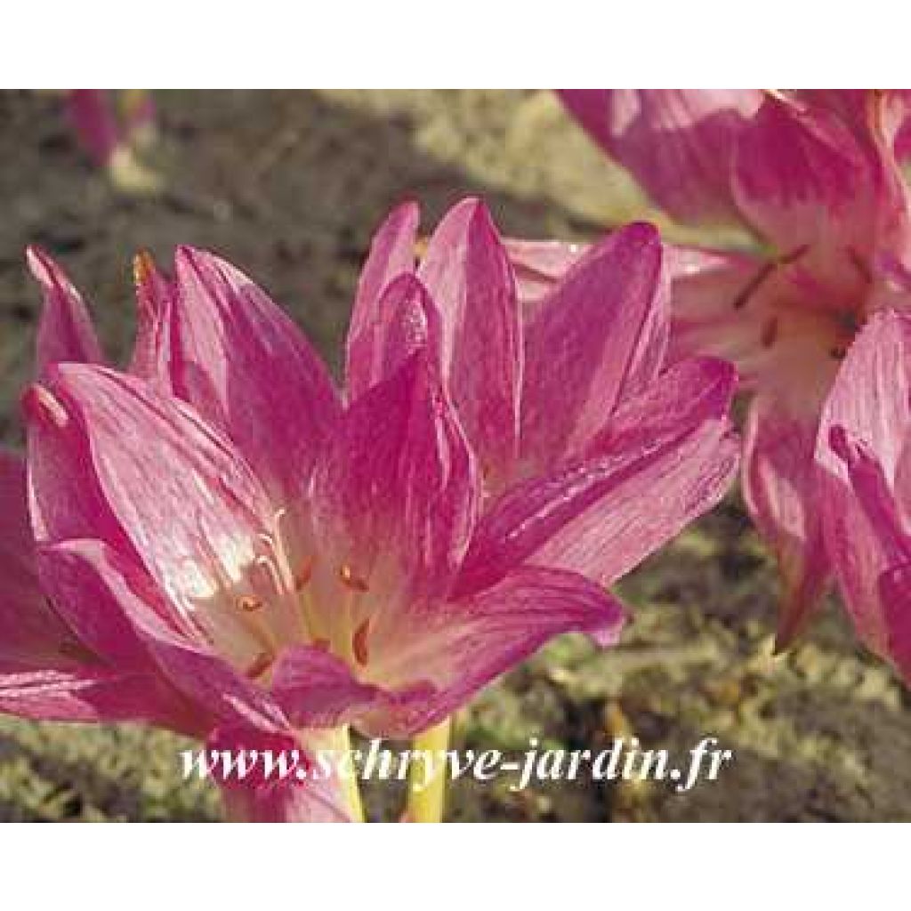 Herfsttijloos Autumn Queen - Colchicum