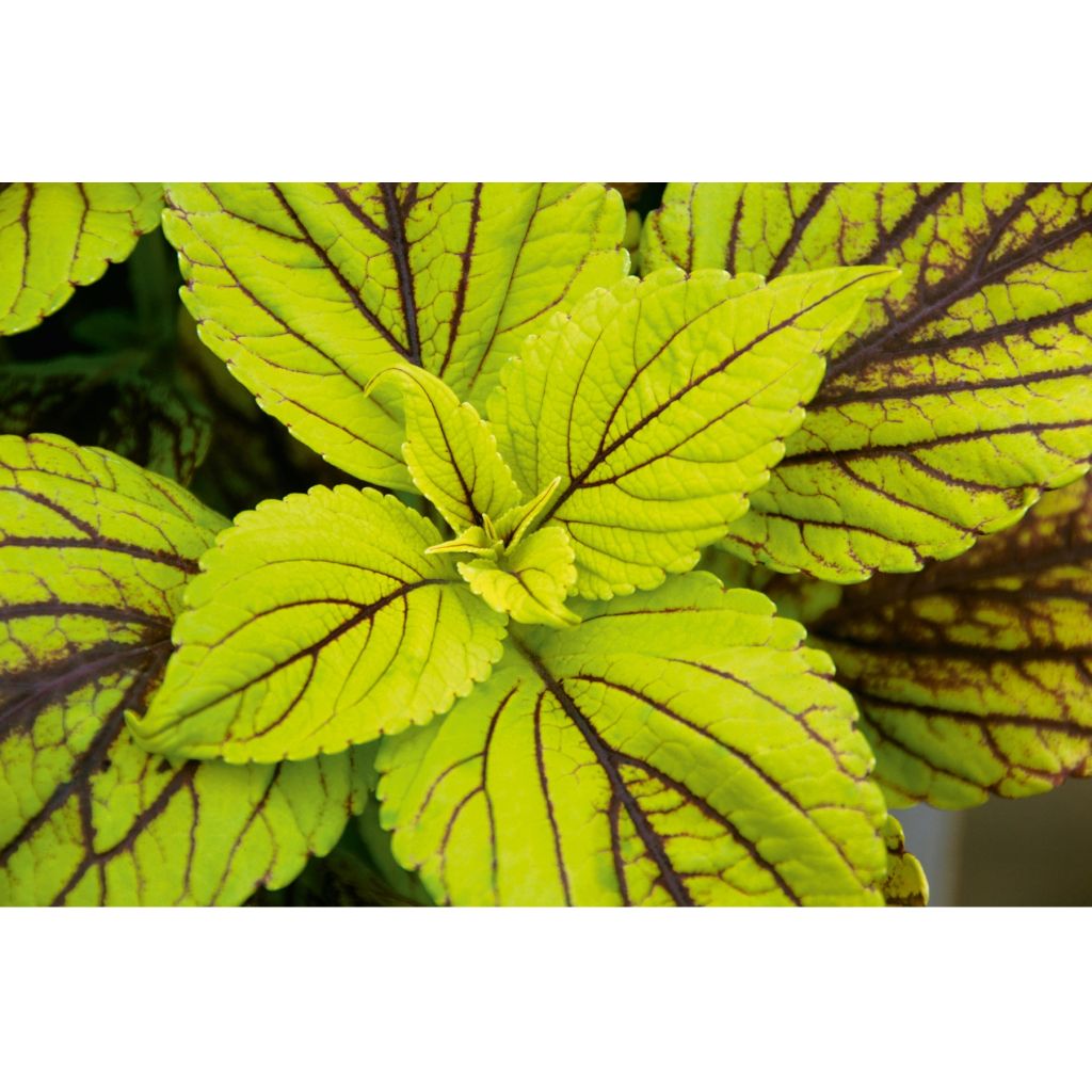 Coleus Copinto Caipirinha - Siernetel