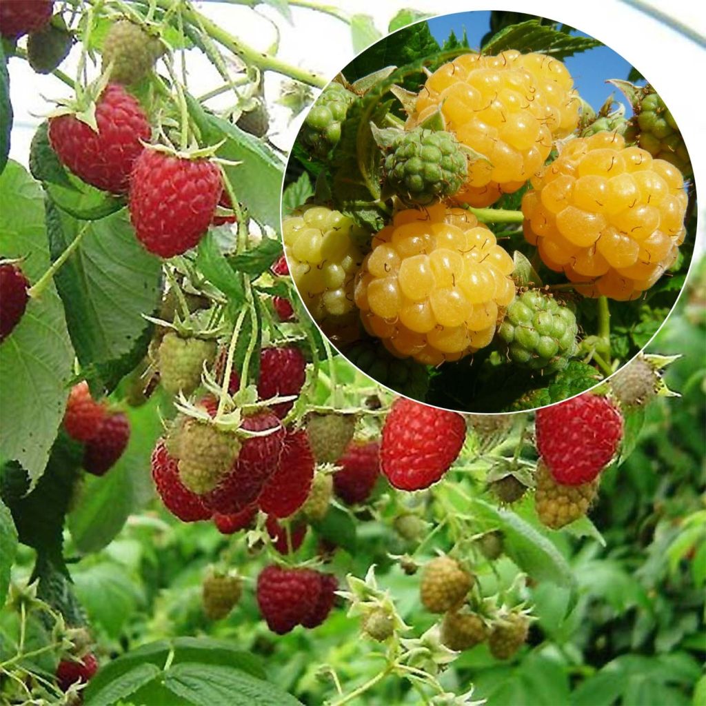 Collectie 2 biologische frambozenplanten