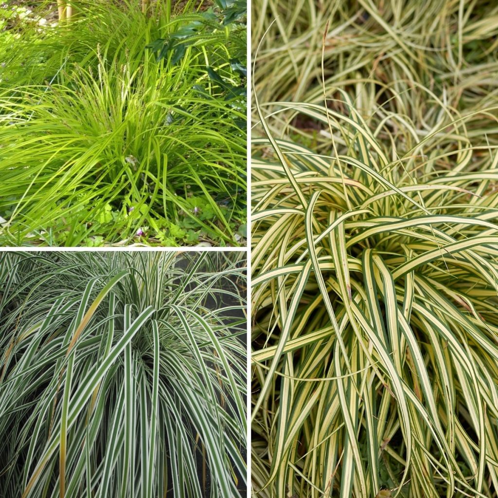 Collectie 3 Carex EverColor
