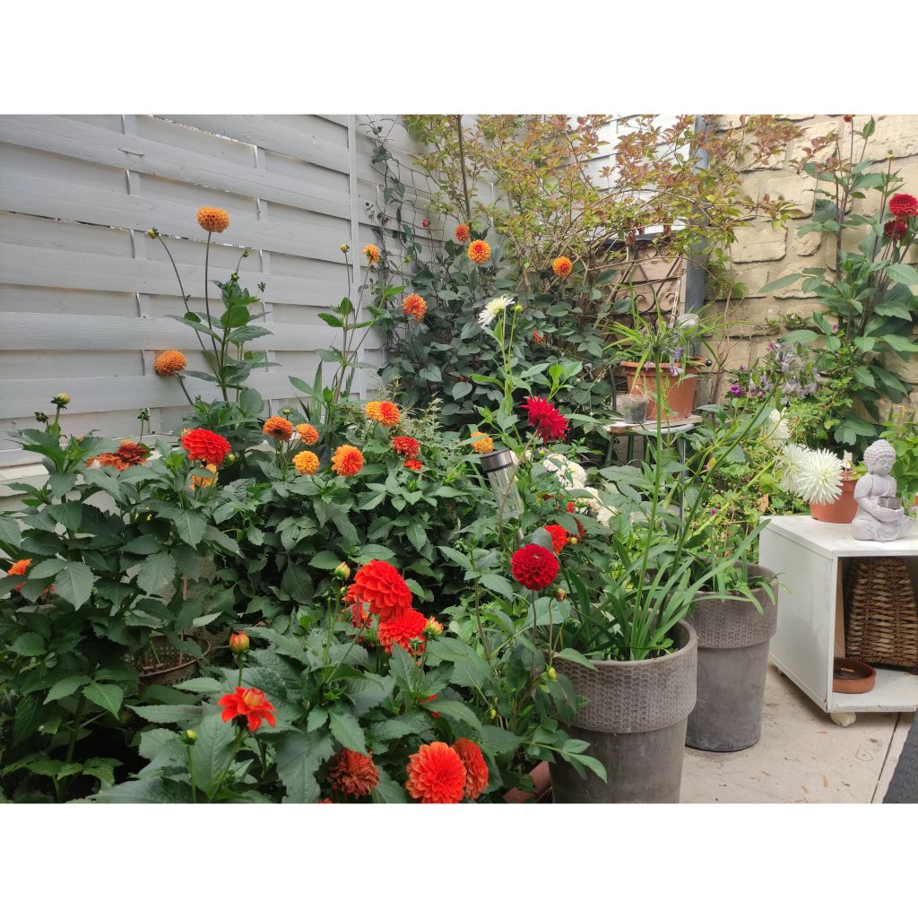 Collectie 3 bal-dahlia's, warme tinten