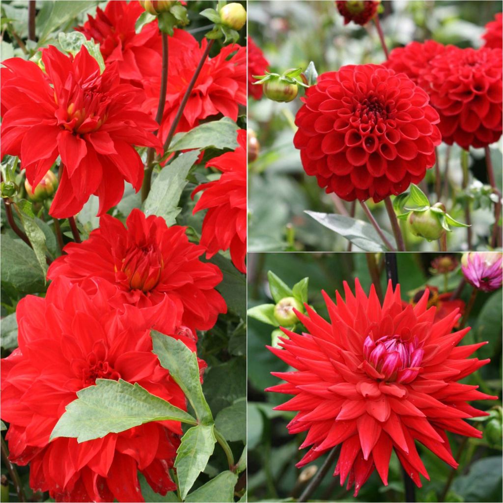 Collectie 3 dahlia's voor boeketten, rode tinten
