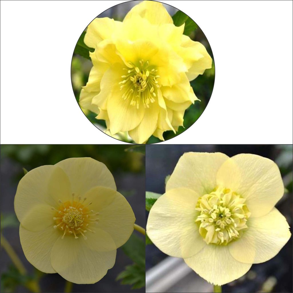 Collectie 3 Gele Kerstroos (Helleborus orientalis)