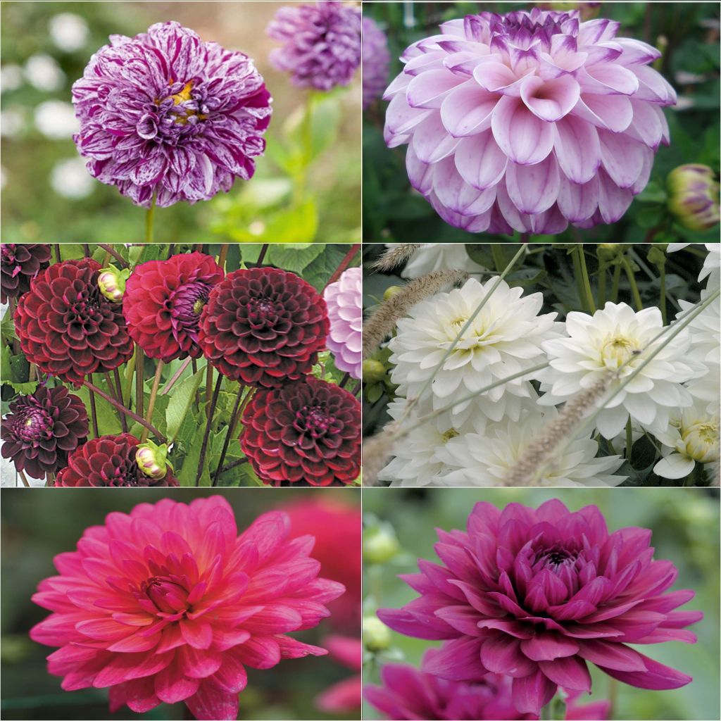 Collectie Intense dahlia's - 6 variëteiten