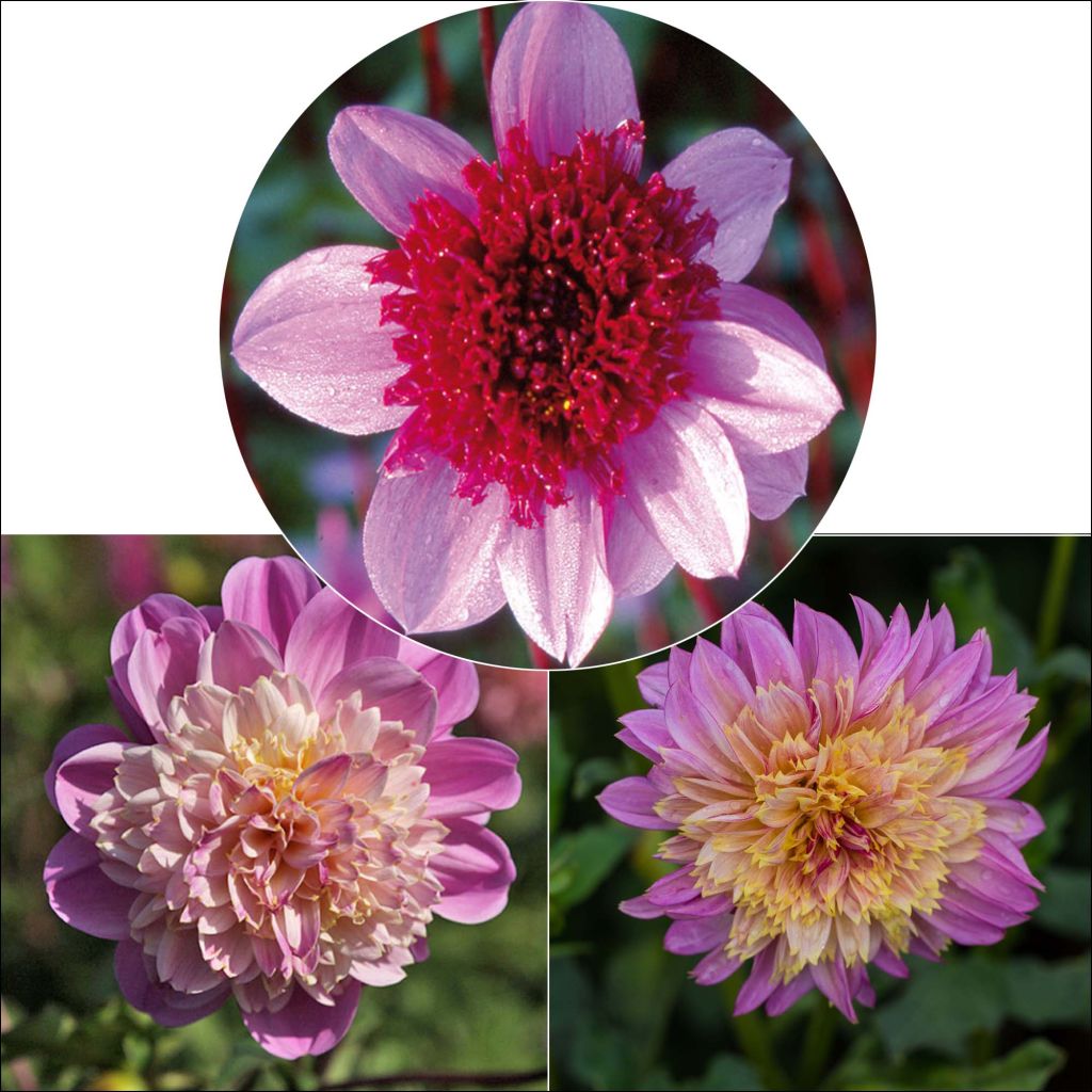 Collectie Anemoon-dahlia's
