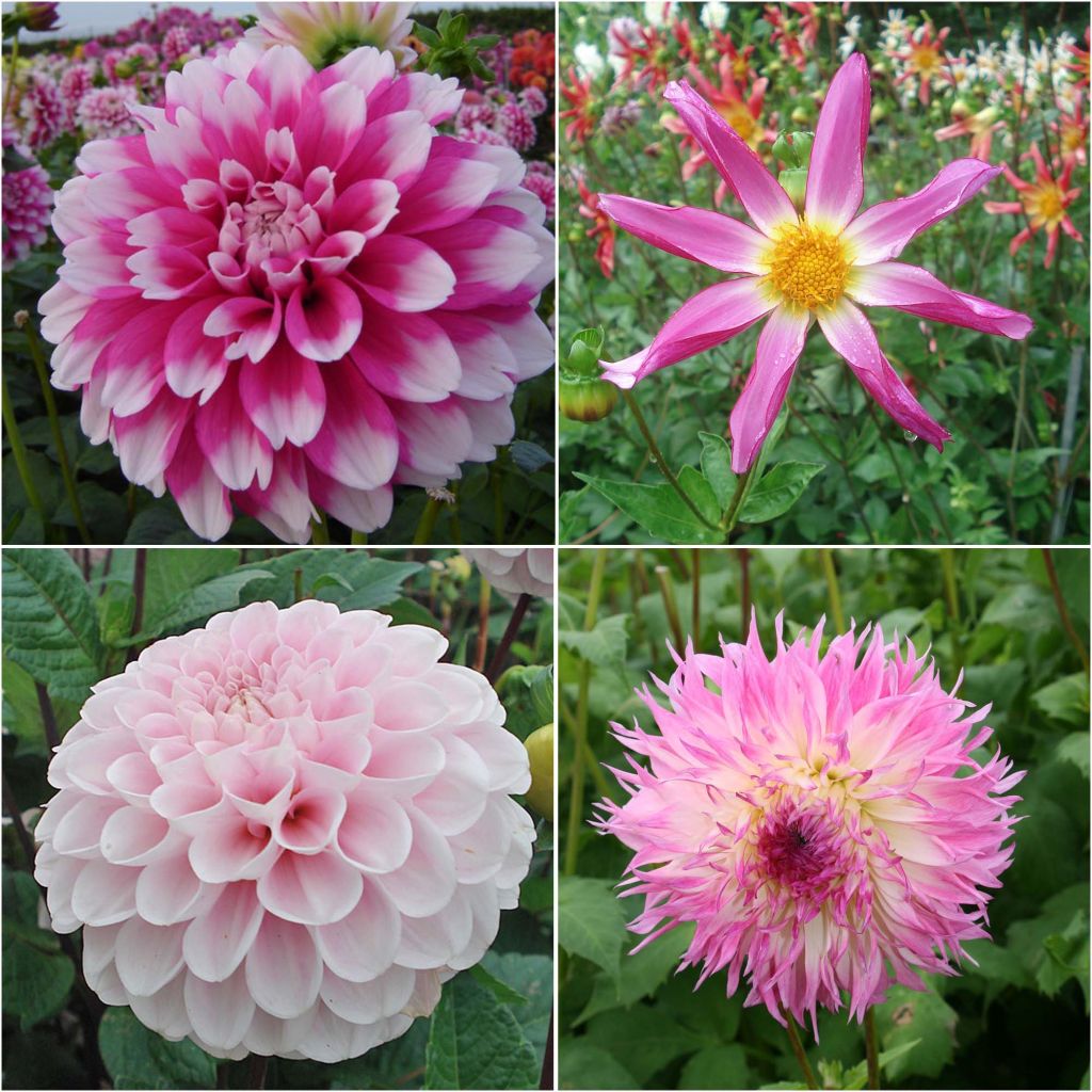 Collectie van 4 dahlia's in levendige kleuren.