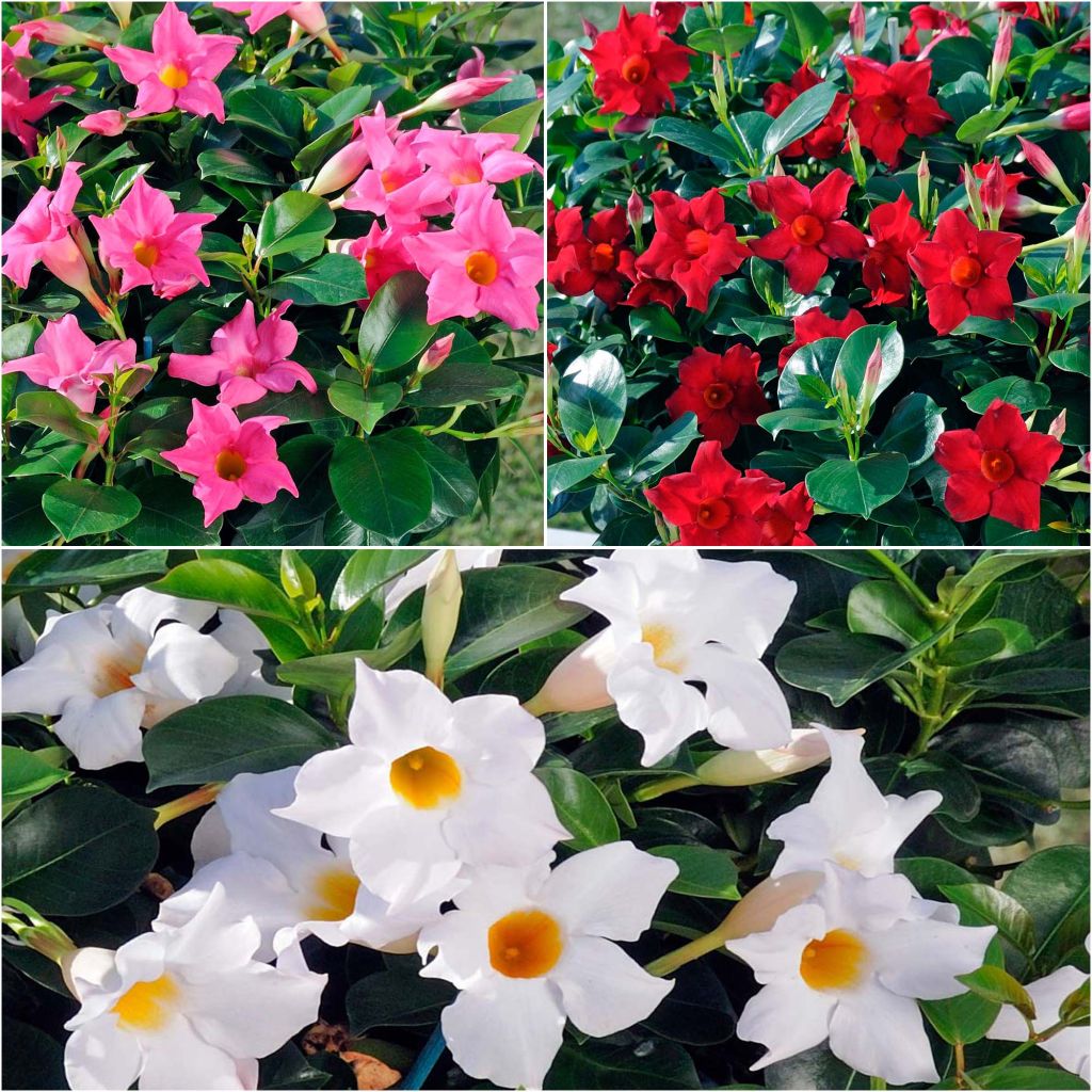 Collectie van 3 Dipladenia Diamantina Jade