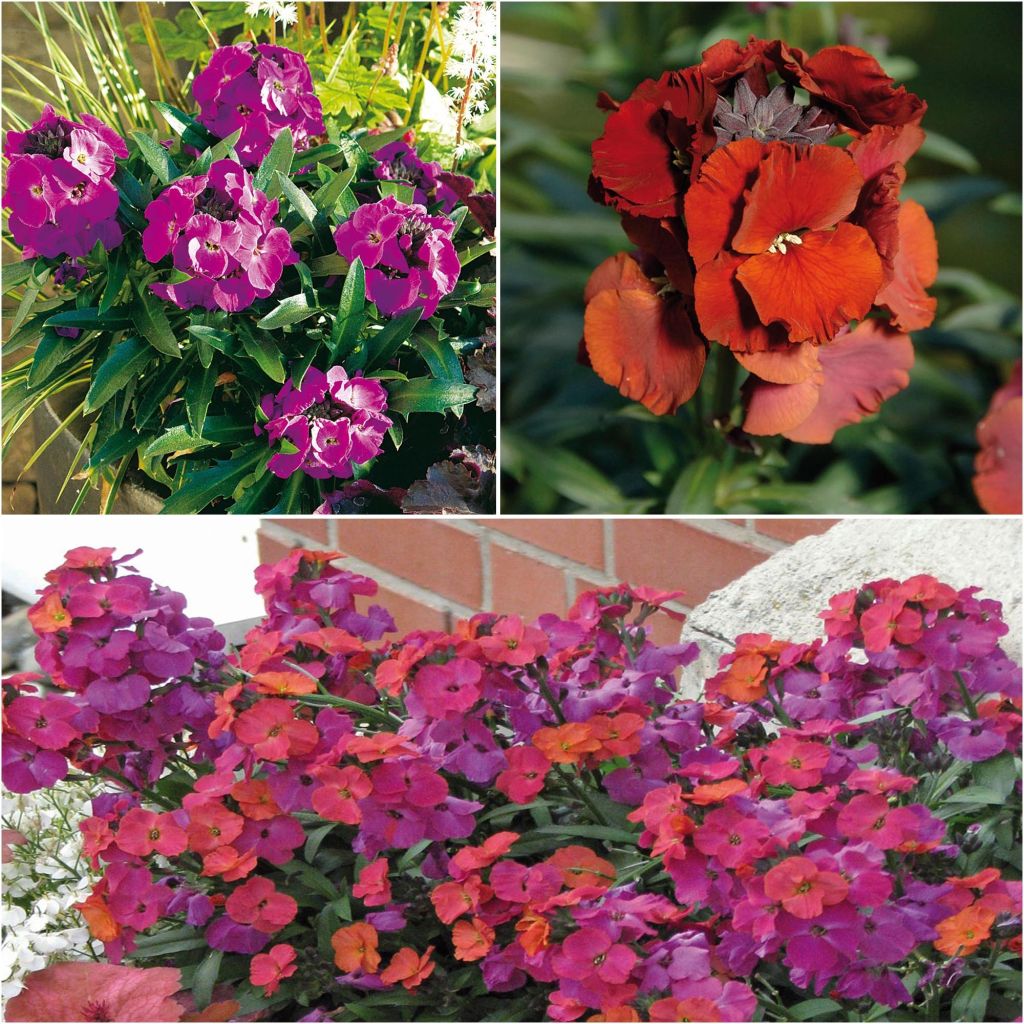 Collectie van 3 Vaste Muurbloemen - Erysimum Winter