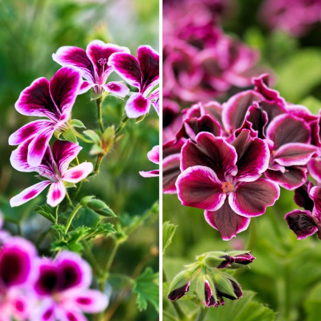 # Collectie geurpelargoniums tegen muggen - Geurende Pelargonium  **Ontdek onze selectie geurpelargoniums met muggenwerende eigenschappen**  Geurpelargoniums (*Pelargonium* spp.) zijn niet alleen decoratief, maar ook uiterst functioneel in de tuin of op h