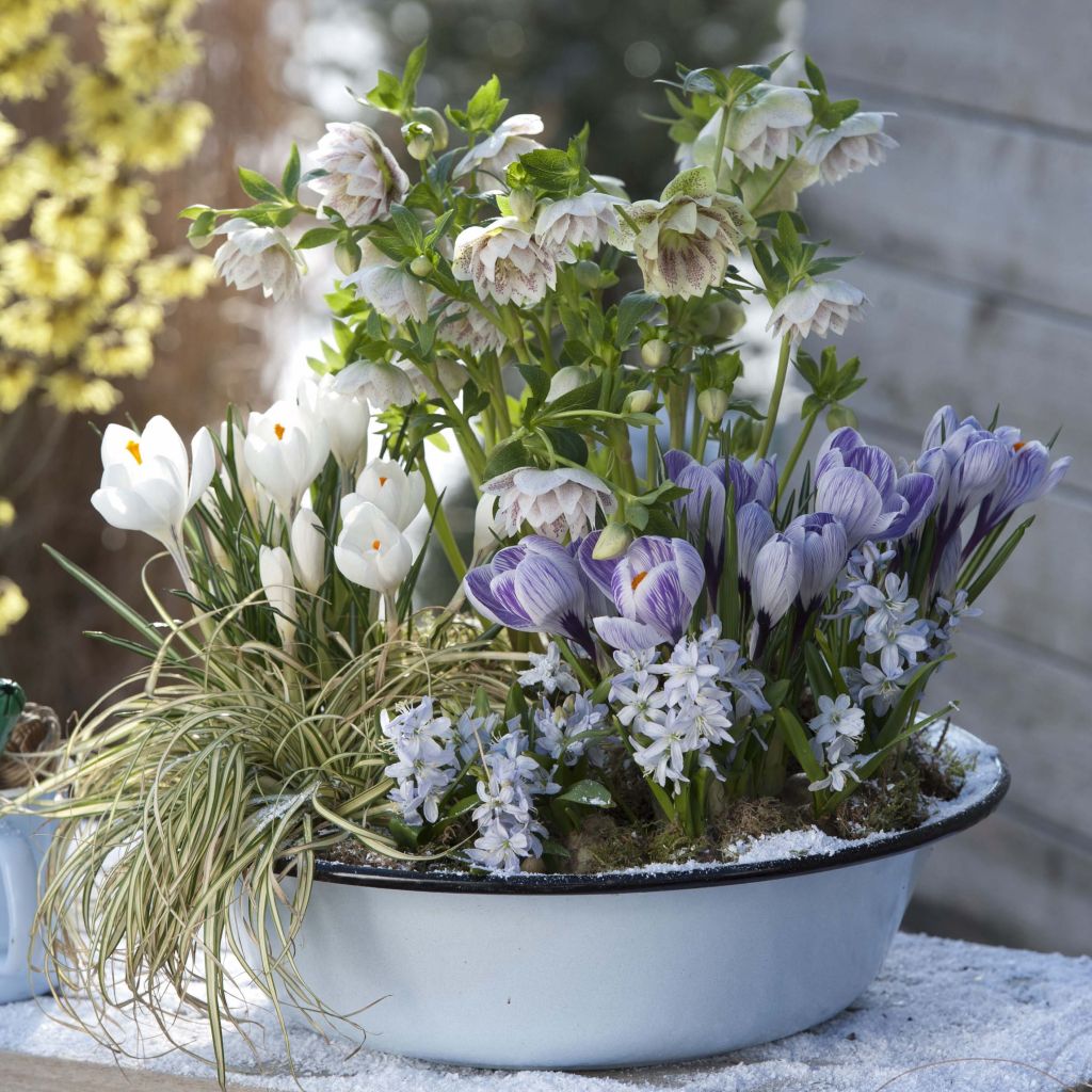 Collectie Potbeplanting met bollen en kerstroos