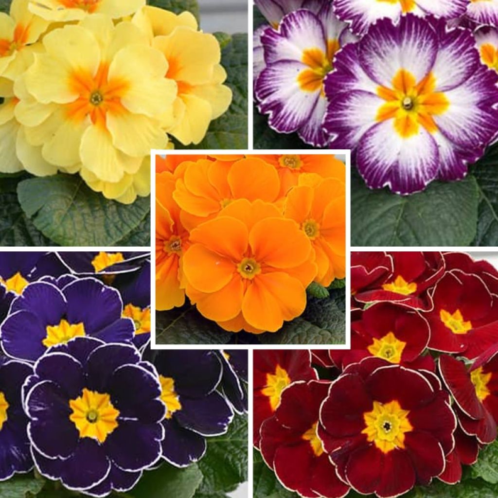 Hybride Primrose Collectie - Sleutelbloem