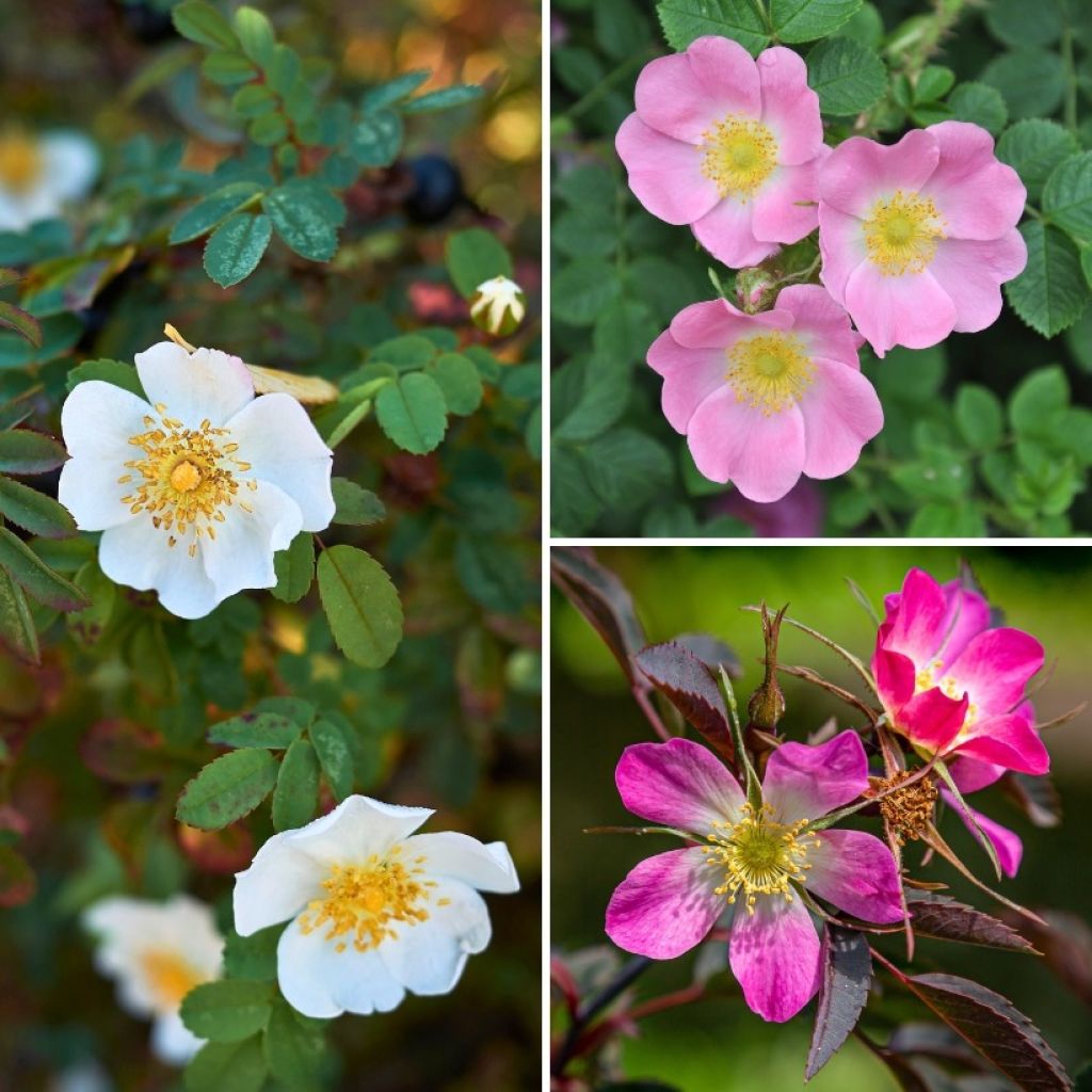 Collectie Wilde rozen