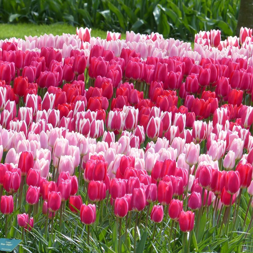 Collectie Tulpen Darwin Delight
