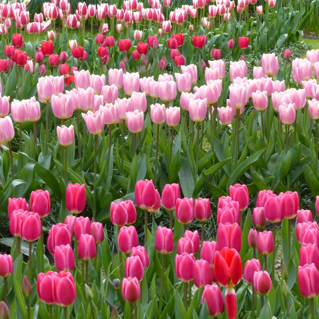 Collectie Tulpen Darwin Delight