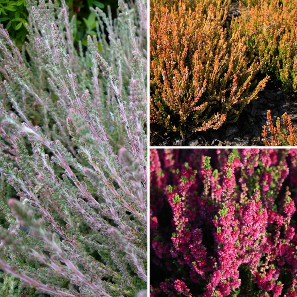 Collectie Zomerheide - Calluna