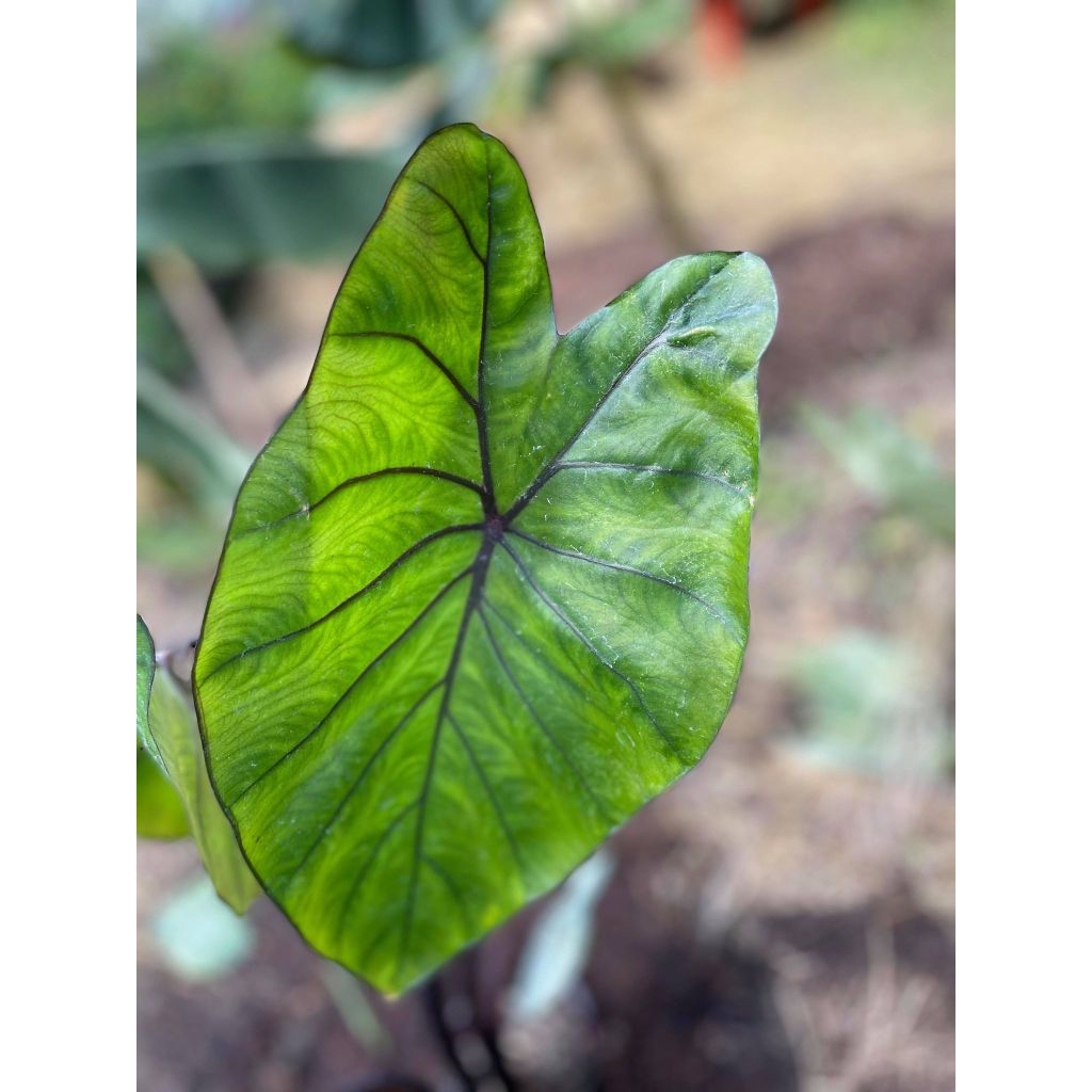 Colocasia esculenta var. fontanesii Black Stem - Olifantsoor