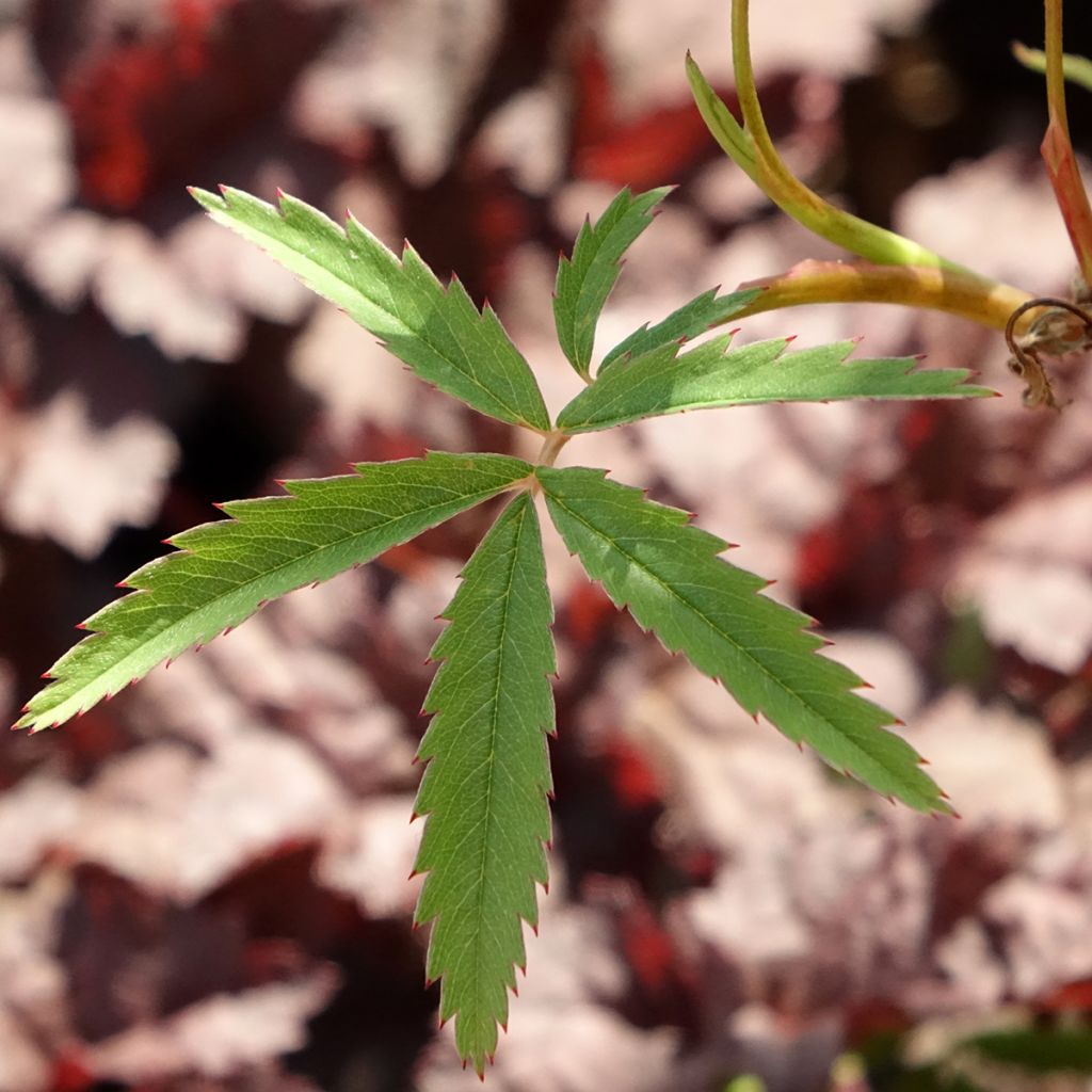 Comarum palustre - Wateraardbei